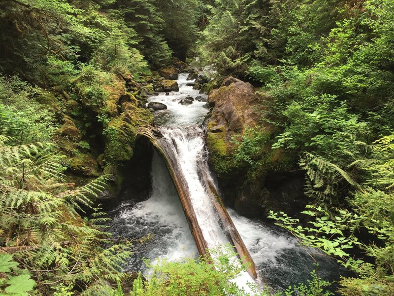 Maidenhair Falls. The trail crosses the Wynoochee River West Branch on a sturdy footbridge at this point (a little east of the Hiking Project's blue line - the location matches the white trail shown on the base map).