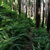 These forests were lush with sword fern (shown here) as well as deer fern, maidenhair fern, coralroot, bleeding heart, corydalis, bunchberry, twinflower, pipsissewa, and other native plants.