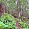 Switchback forest section of Osborne Mountain Trail.