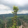 Chestnut Knob Overlook