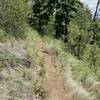 Singletrack trail