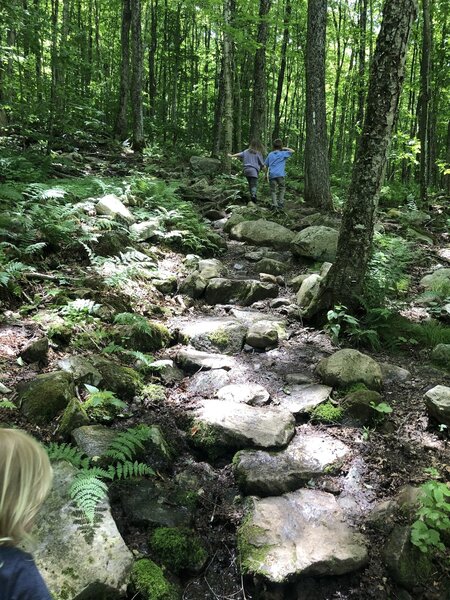 Appalachian Trail near Bennington, VT