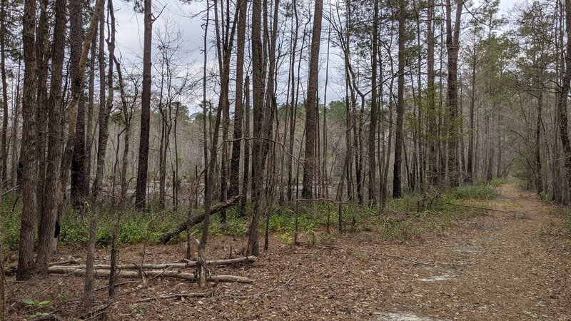 A view of Lake Juniper through the trees.