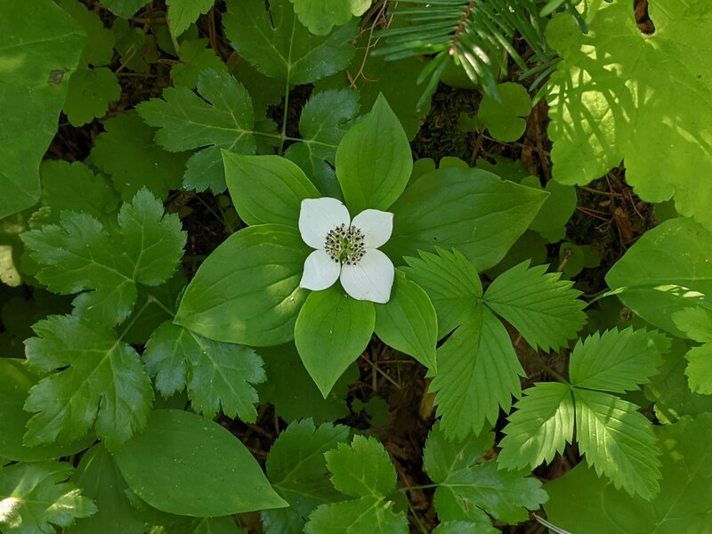 Cornus Canadensis (Bunchberry)