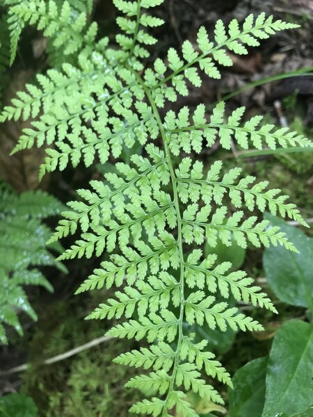 Ferns line this whole trail!