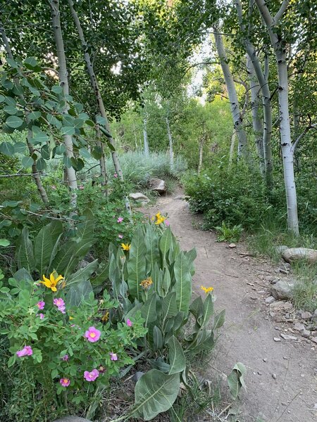 Pretty wildflowers throughout