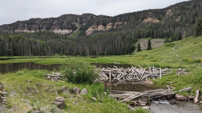 Beaver dam on Duck lake