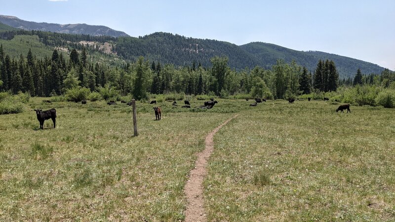 Plenty of cattle on the trail.