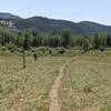 Plenty of cattle on the trail.