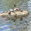 Young turtles are a familiar sight at the Orange Reservoir.