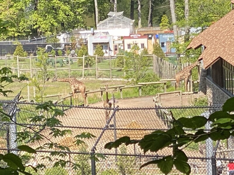 From the Zoo Loop it is possible to catch a glimpse of some of the taller inhabitants of the Turtle Back Zoo.