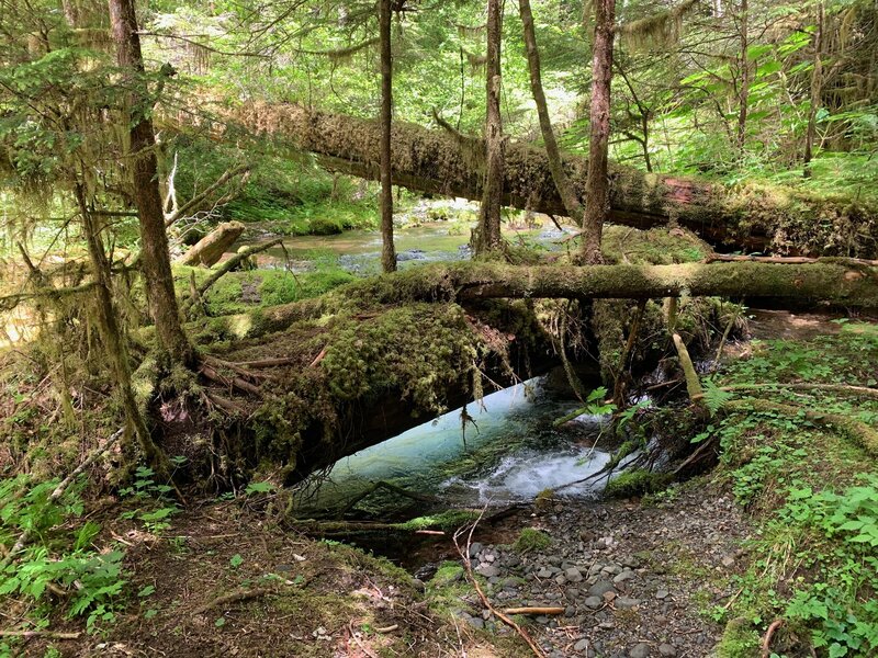 Old fallen trees at the crossing Townsend Creek by Notch Pass Trail.