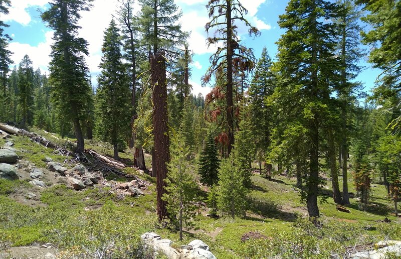 Beautiful, high, thin fir forest with low growing pinemat manzanita ground cover.