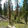 Beautiful, high, thin fir forest with low growing pinemat manzanita ground cover.