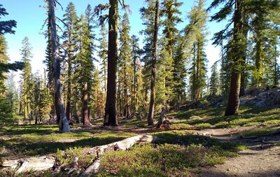 Widow Lake to Snag Lake Trail winds through the thin fir forest with beautiful bright green pinemat manzanita carpeting the ground.