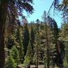 Forested Red Cinder, 8,375 ft., can barely by seen through the fir forest here on the east side of Red Cinder Pass.