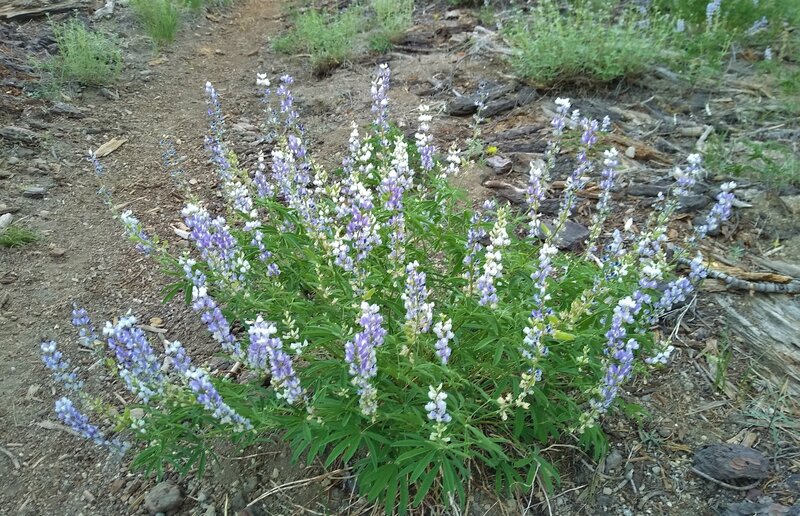 Lupine.