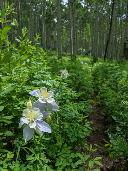 Colorado Blue Columbine with Aspens in the background.