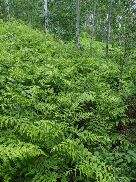 Overgrown trail