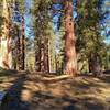 Big fir trees and little ground cover at the start of the climb up Prospect Peak, 8,338 ft.