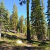 Prospect Peak is a relatively mildly sloped ancient shield volcano, now beautifully forested with firs and bright green pinemat manzanita ground cover.