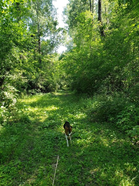 Woody Off-branch of trail