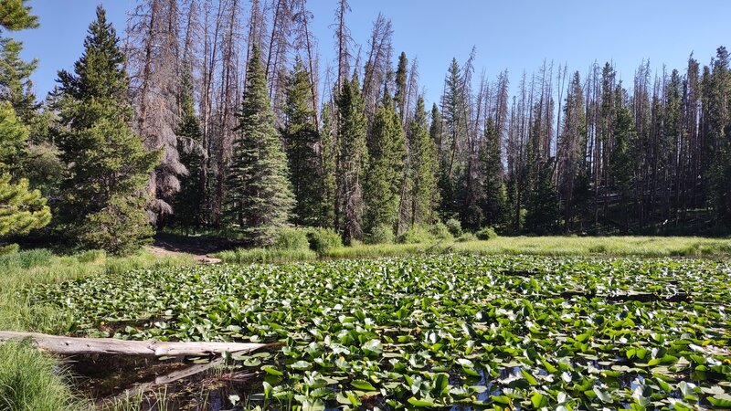 Lily Lake