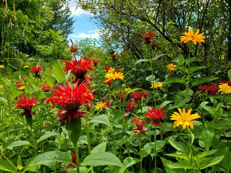 Flowers along Garden Trail