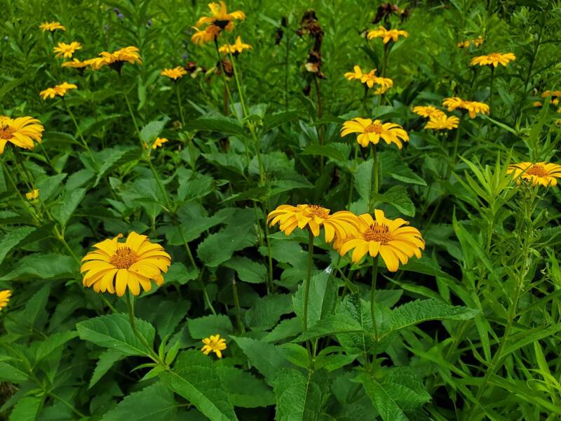 Yellow wildflowers in Garden Trail