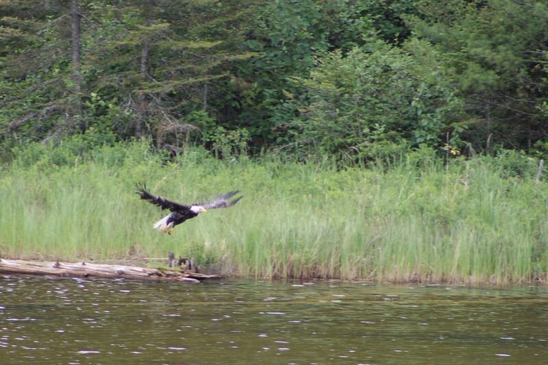 Eagle at Secret Lake