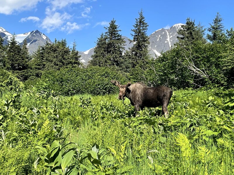 Plenty of moose and bear sign on the trail. Expect to see some wildlife!