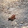 Spotted this little guy on the trail. First time seeing a red frog. We googled and it's not poisonous.