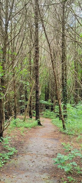 The Cedar Brake trail.