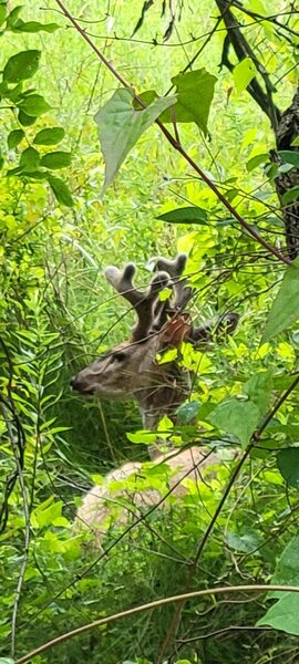 I spotted this buck in the underbrush only a few feet off the trail!