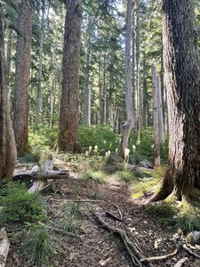 Bear grass and rhododendron.
