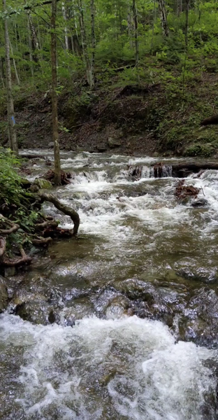 Crossing Money Brook - Didn't see any bridges or obvious stepping stones, so I had to get my feet wet to cross