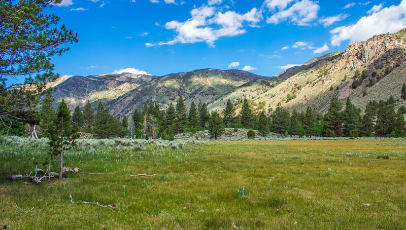 After 2 miles on Buckeye Trail, we begin to see green meadows, Jeffery Pine, and higher sections of Flatiron Ridge