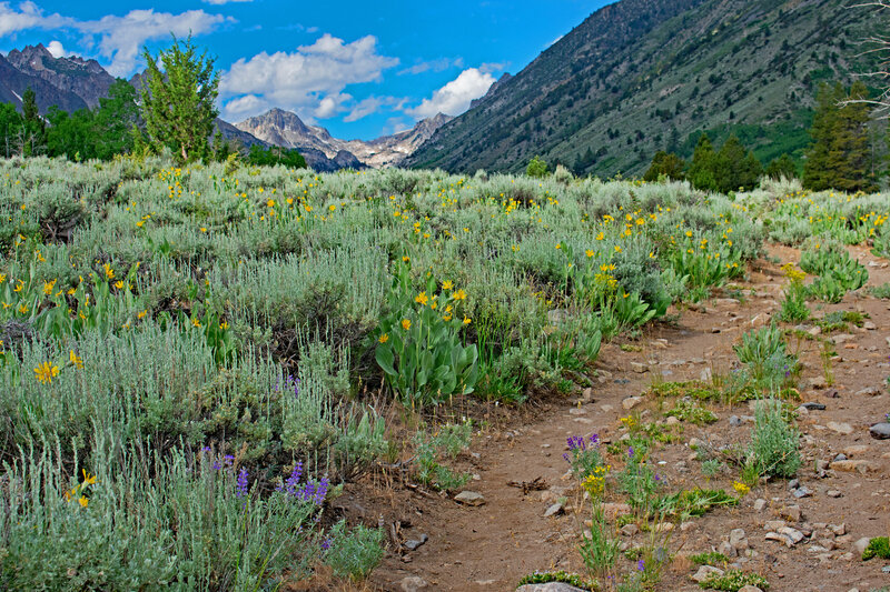 At about 2.8 miles, Buckeye Canyon turns and we get our first views of the rugged granite mountains at the end of the canyon. There are flowers everywhere. Here it is mule ears and lupin. Not visible are fields of iris that have passed their peak