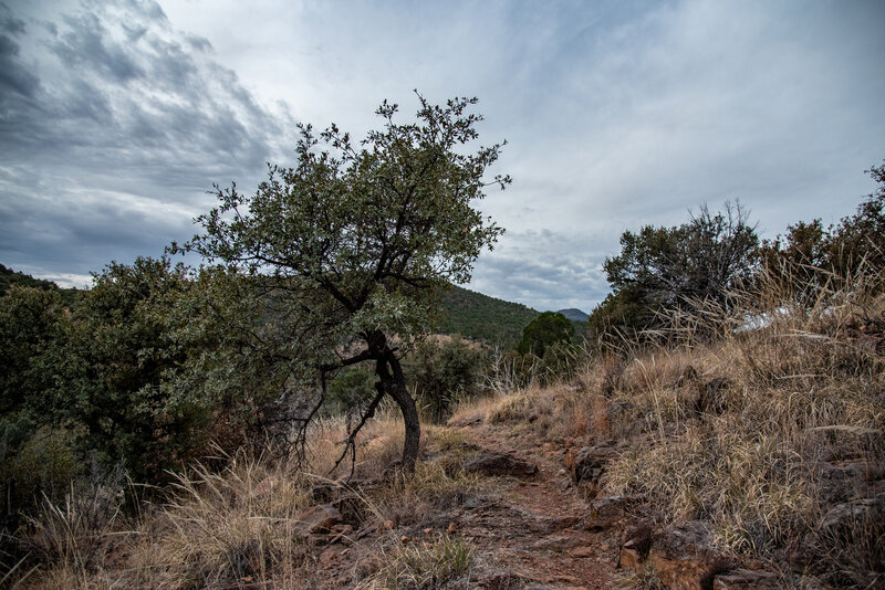 Madera Canyon Trail