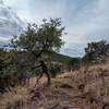 Madera Canyon Trail