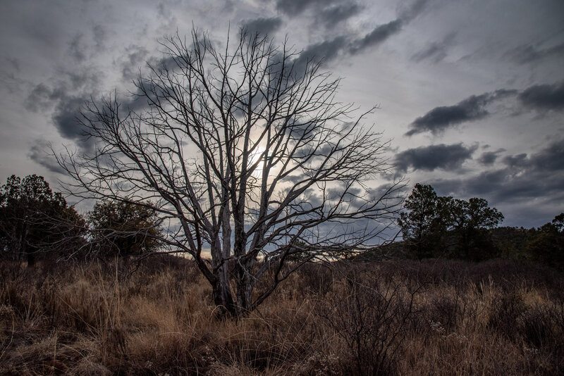 Dead Tree