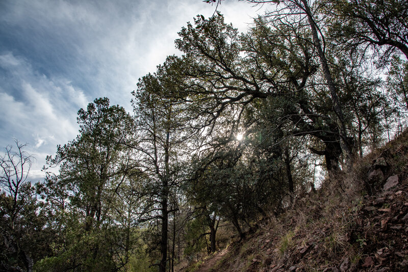 Forest View