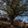 Skyline Drive Trail