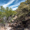 Dry Creekbed