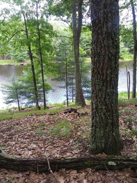 Pickerel Pond