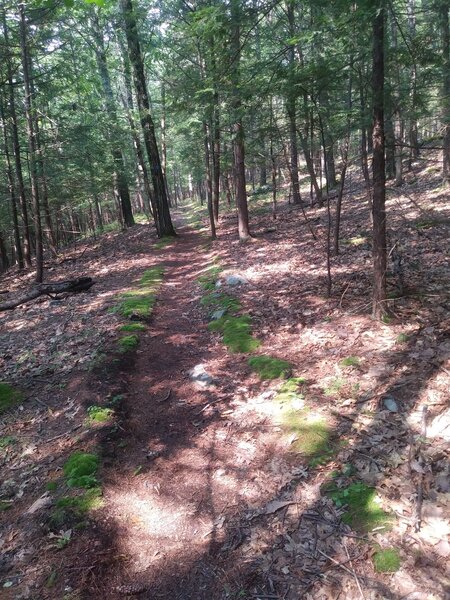Trail path