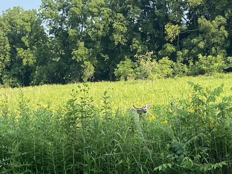 Deer munching on some wildflowers and brush.