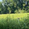 Deer munching on some wildflowers and brush.