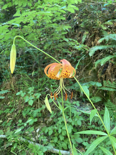 Leopard Lily