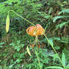 Leopard Lily